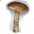 Подберезовик обыкновенный, обабок (Leccinum scabrum)