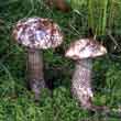Подберёзовик разноцветный (Leccinum variicolor)