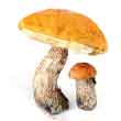 Подосиновик красно-бурый (Leccinum versipelle – testaceoscabrum)