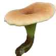 Пилолистник бокаловидный (Lentinus cyathiformis)