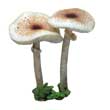 Зонтик гребенчатый (Lepiota cristata)