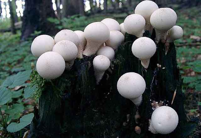 Lycoperdon pyriforme Гриб дождевик
