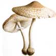 Гриб зонтик белый (Macrolepiota excoriata)