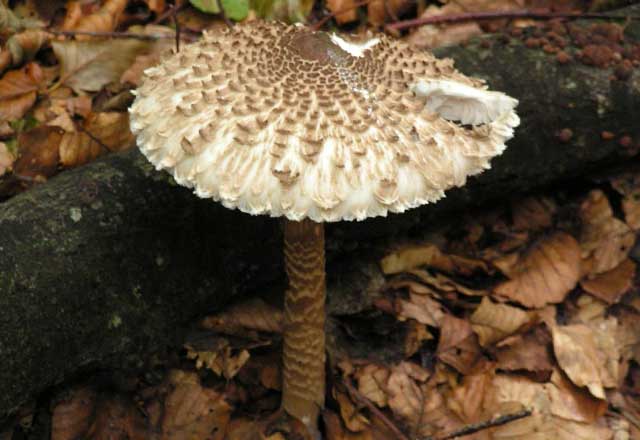 Гриб зонтик пёстрый (Macrolepiota procera)