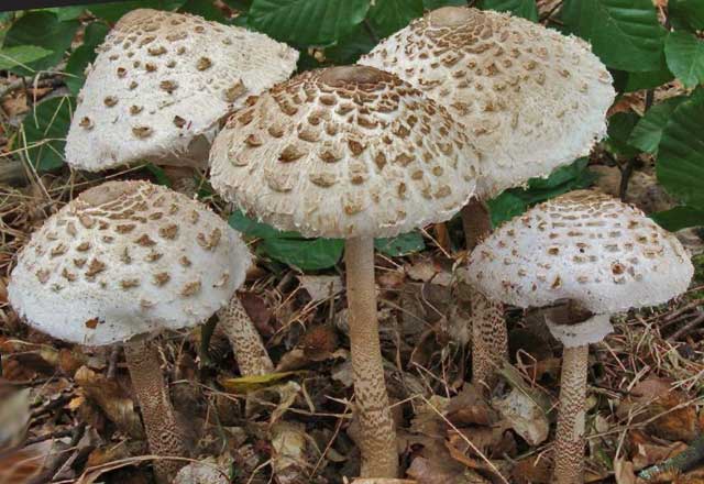 Группа растущих Грибов зонтиков пёстрых (Macrolepiota procera)