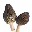 Сморчок конический (Morchella conica)