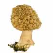 Сморчки настоящий съедобный (Morchella esculenta) 