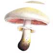 Шампиньон полевой (Agaricus arvensis)