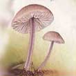 Мицена чистая (Mycena pura,Pers., P. Kumm)