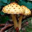 Чешуйчатка золотистая (Pholiota aurivella)