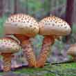 Чешуйчатка обыкновенная (Pholiota squarrosa)