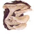 Вешенка рожковидная (Pleurotus cornucopiae)