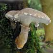 Вешенка дубовая (Pleurotus dryinus)