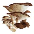 Вешенка обыкновенная (Pleurotus ostreatus)