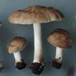 Плютей олений (Pluteus cervinus)