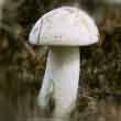 Подосиновик белый (Leccinum percandidum)