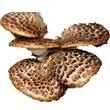 Трутовик чешуйчатый (Polyporus sgoamosus)