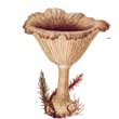 Говорушка бокаловидная (Pseudoclitocybe cyathiformis)
