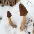 Сморчковая шапочка (Verpa bohemica)