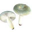 Сыроежка зеленоватая (Russula virescens)