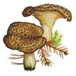 Ежовик пёстрый (Sarcodon imbricatus)