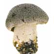 Рядовка тигровая (Tricholoma pardinum)