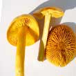Рядовка серно-жёлтая (Tricholoma sulphureum)