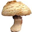 Шампиньон августовский (Agaricus augustus)