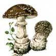 Мухомор порфировый (amanita porphyria)