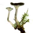 Лисичка горбатая (Cantharellula umbonata)