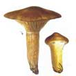 Мокруха пурпуровая (Chroogomphus rutilus)
