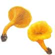 Лисичка ложная (Clitocybe aurantiaca)
