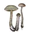 Подберёзовик болотный (Leccinum niveum)