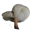 Трутовик зимний (Polyporus brumalis)