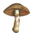 Шампиньон лесной (Agaricus silvticus)