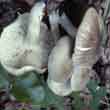 Рядовка мыльная (Tricholoma saponaceum)