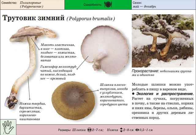 Трутовик зимний