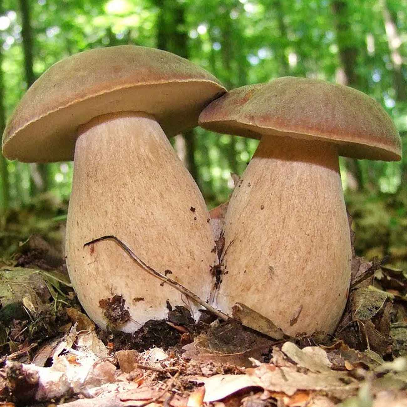 Белый гриб дубовый (сетчатый) фотография