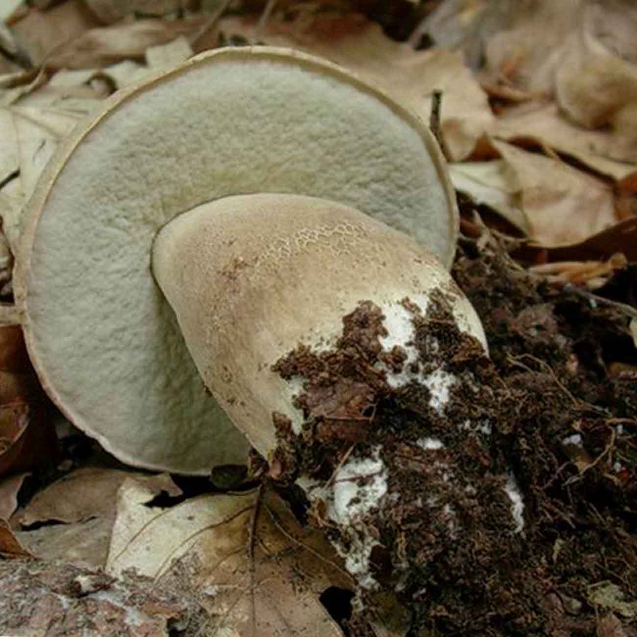 молодые белые грибы в дубовом лесу фото