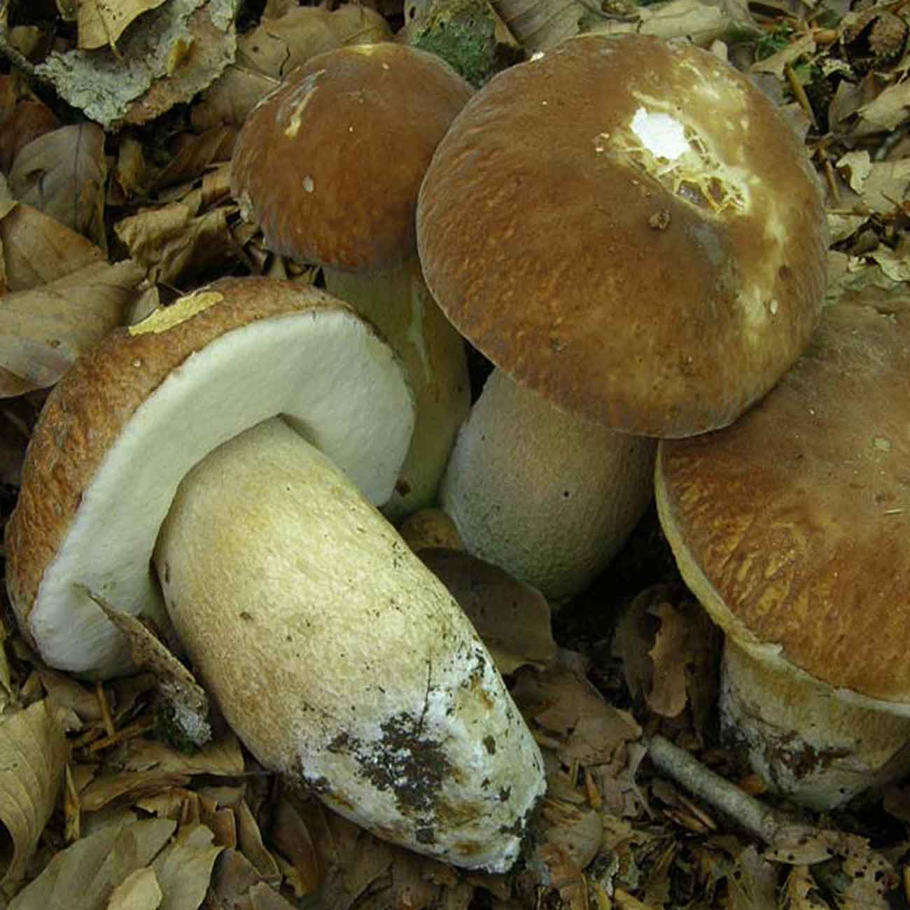 Белый гриб дубовый (Boletus aestivalis)