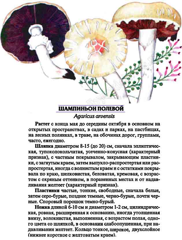 Описание шампиньона полевого с картинками