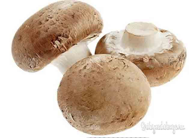 Стоковое фото Agaricus-bisporus