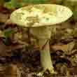 Мухомор поганковидный (Amanita citrina)