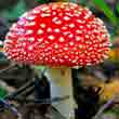 Мухомор красный (Amanita muscaria)