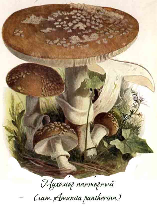 Нарисованные мухоморчики