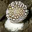 Мухомор пантерный (Amanita pantherina)