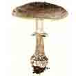 Мухомор порфировый (amanita porphyria)