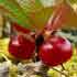 Арктоус красноплодный (Arctous erythrocarpa Small)