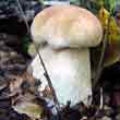 Белый гриб березовый (Boletus betulicola)