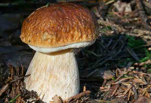 На фото Белый гриб еловый (Boletus edulis f.edulis) в еловой хвое